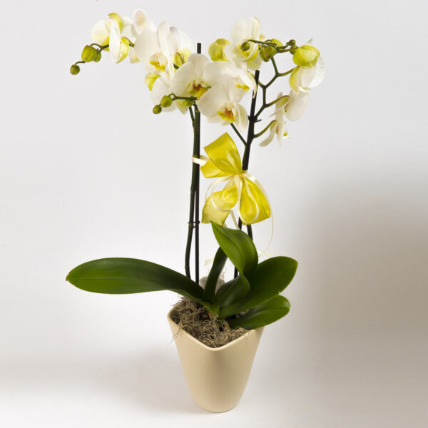 Cserepes orchidea