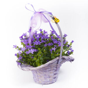 Campanula Harangvirág