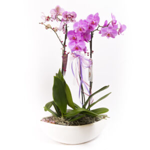Cserepes Lila Orchidea