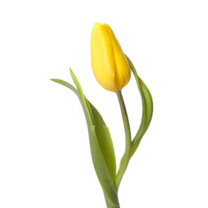 Tulipán